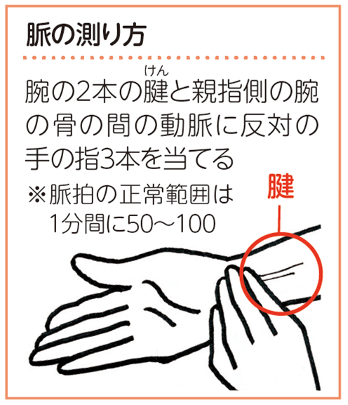脈の測り方
