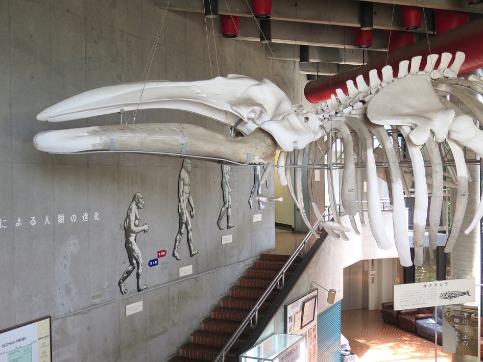 コククジラ　化石　市立市川考古博物館