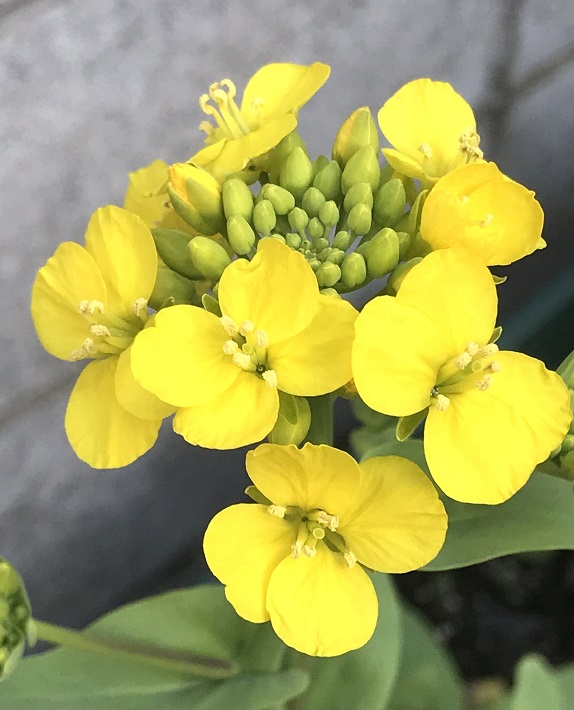 青梗菜