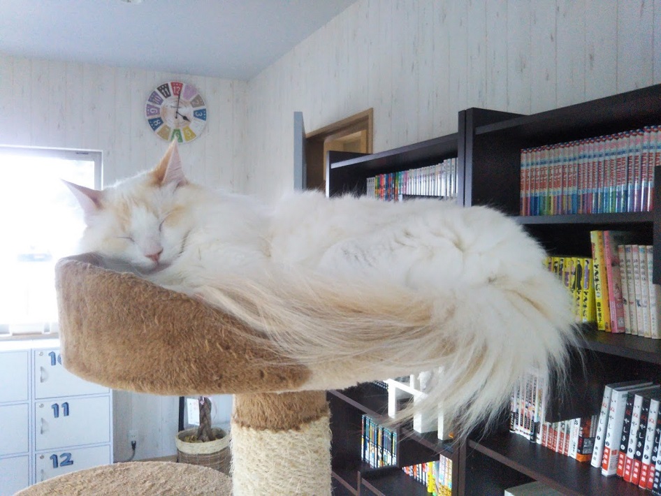 柏市の猫カフェ ねこのひたいの猫  ノルディーくん
