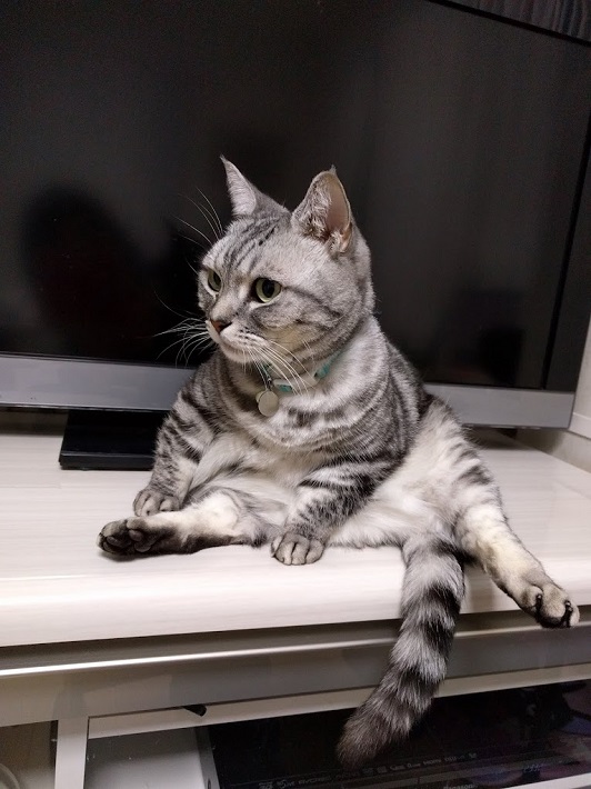 柏市の猫カフェ ねこのひたいの猫 テトちゃん