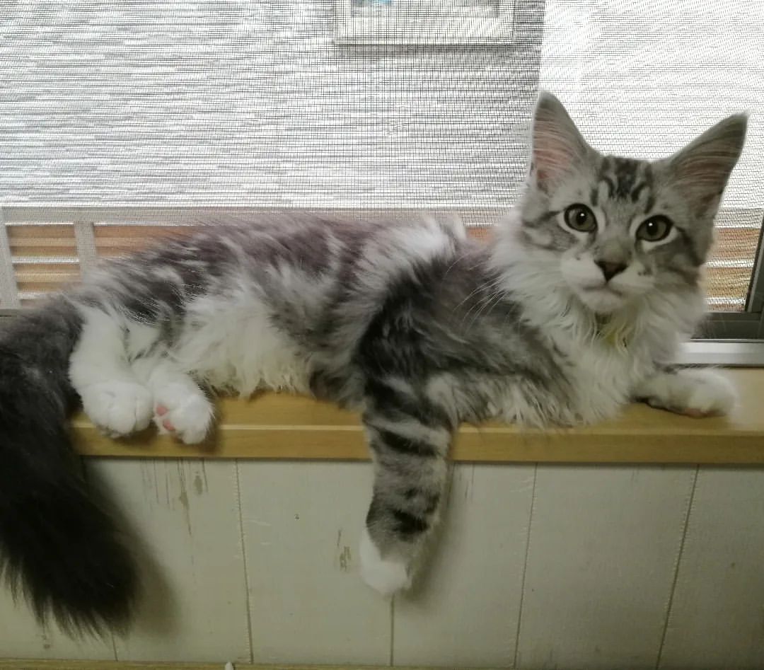 柏市の猫カフェ ねこのひたいの猫 銀河くん