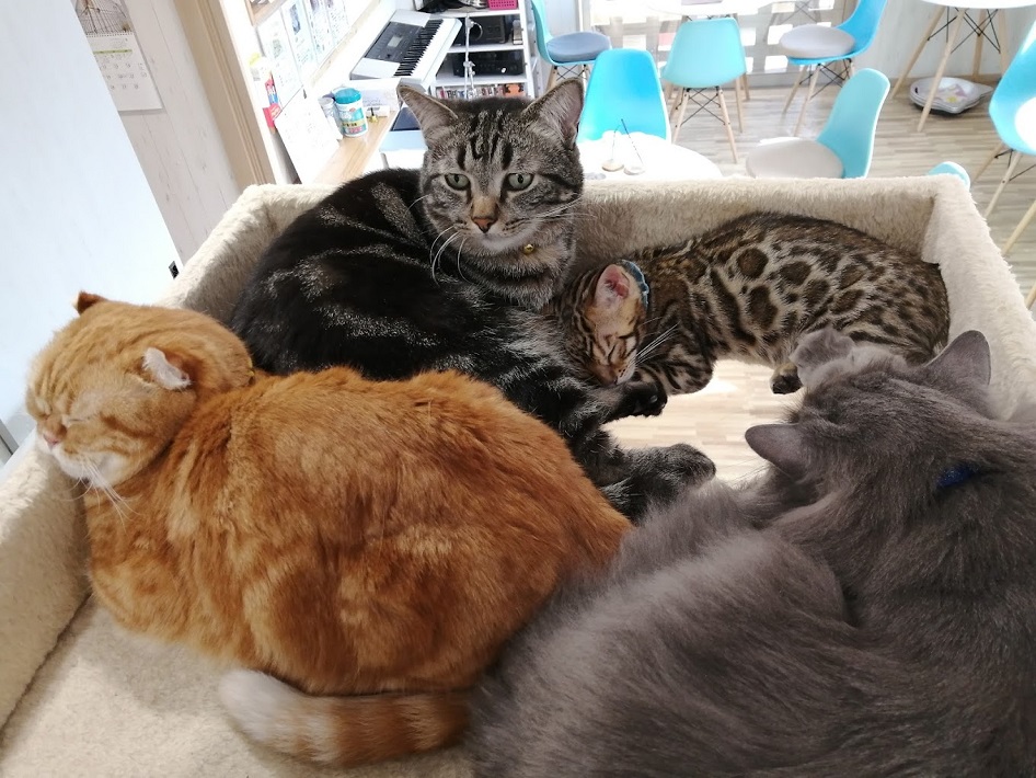 柏市の猫カフェ ねこのひたいの猫たち