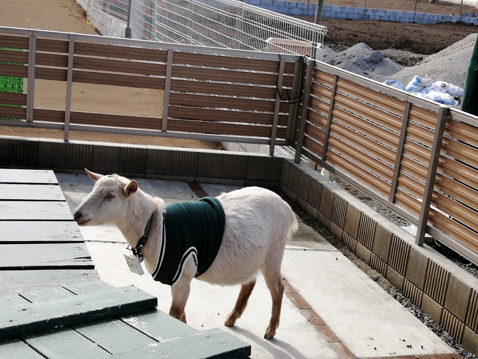 柏市の猫カフェ ねこのひたいのヤギ
