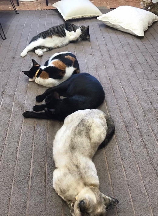 保護猫ふれあいカフェ ねこもふの猫