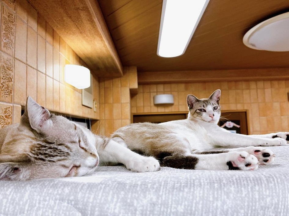 保護猫ふれあいカフェ ねこもふの猫