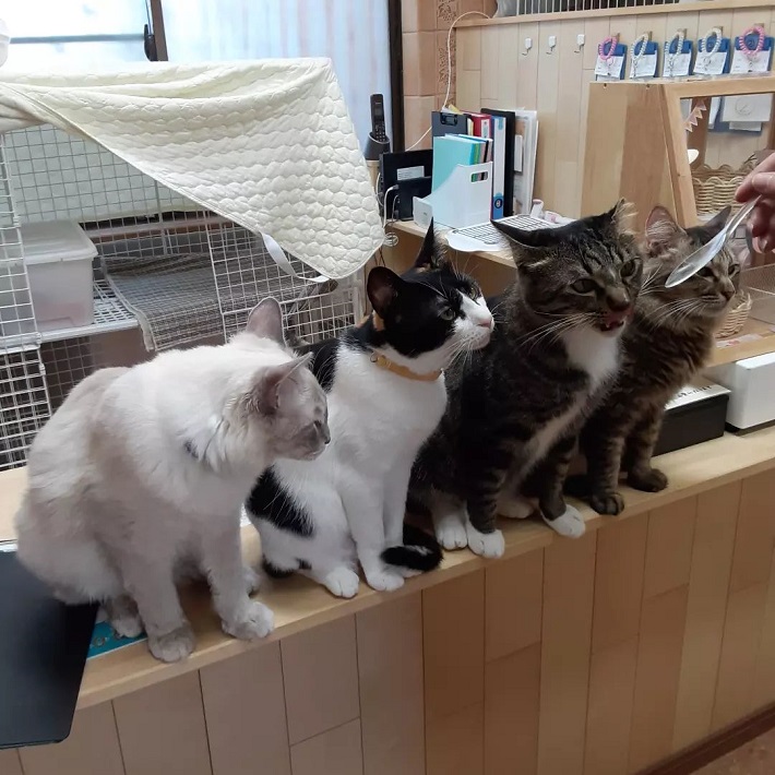 保護猫ふれあいカフェ ねこもふの猫