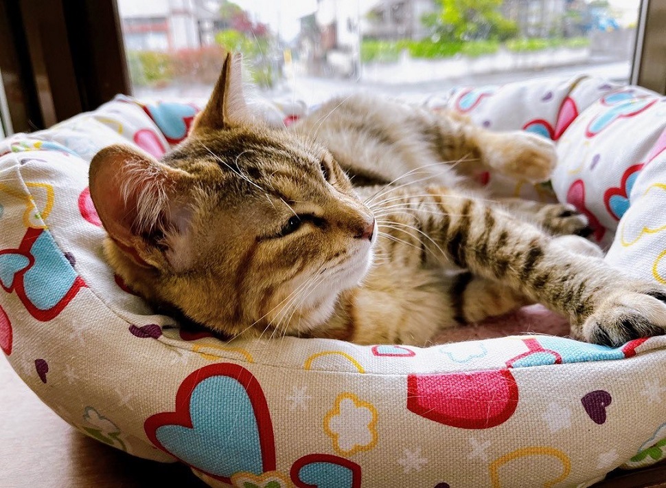 保護猫ふれあいカフェ ねこもふの猫