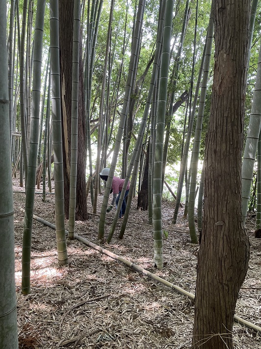 【野田市】自然を守るために「下総野田  谷津自然の会」
