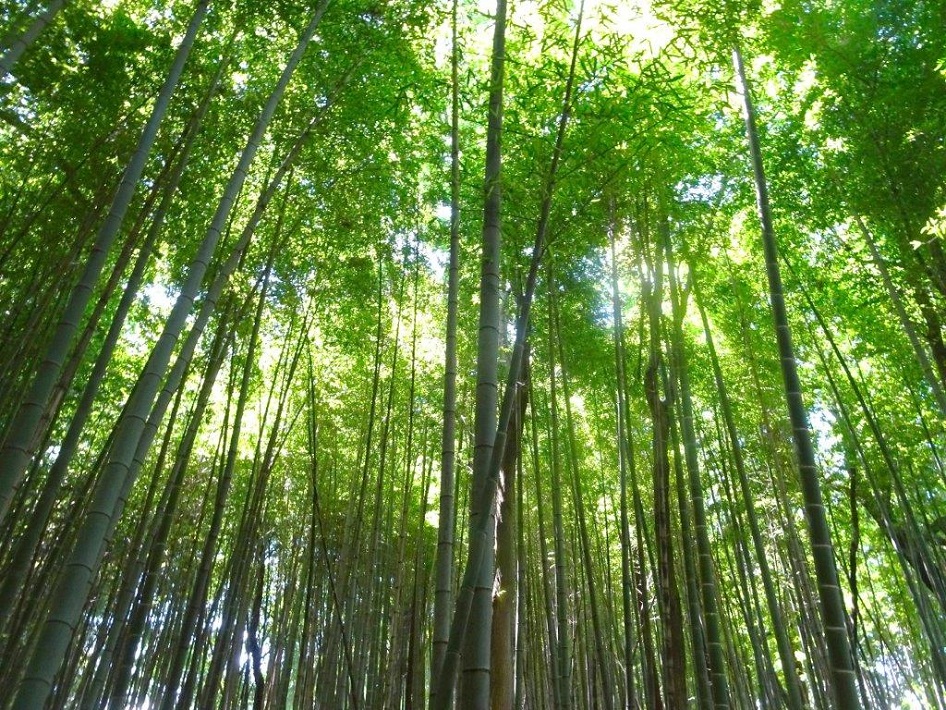 【野田市】自然を守るために「下総野田  谷津自然の会」