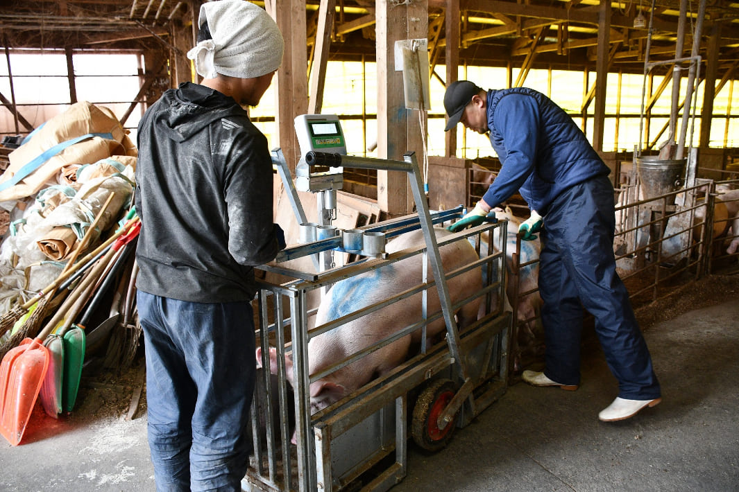 豚の体重をはかる　（株）田中衡機 工業所