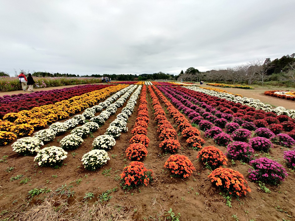 【千葉市若葉区】春と秋の花々が人気！シバザクラやネモフィラも「富田さとにわ耕園」