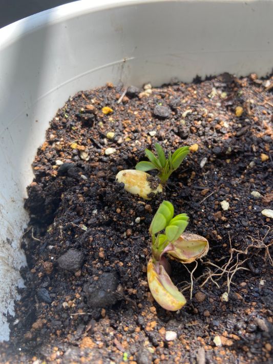千葉県民なら知っておきたい落花生の育て方！　ベランダで実際に育ててみました