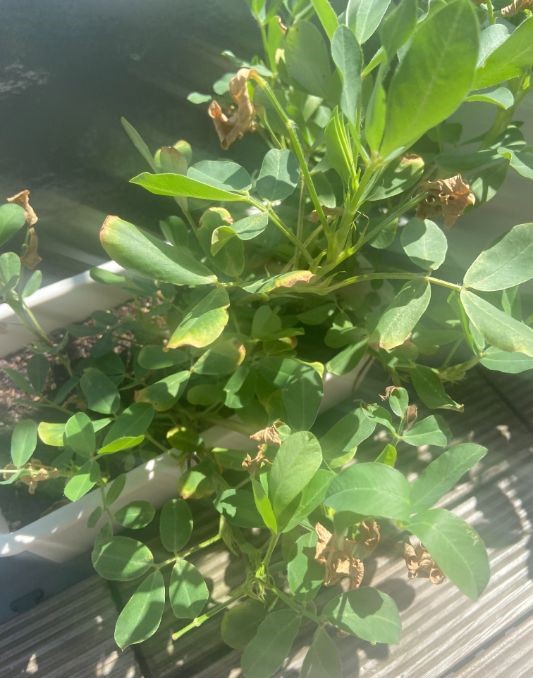 千葉県民なら知っておきたい落花生の育て方！　ベランダで実際に育ててみました