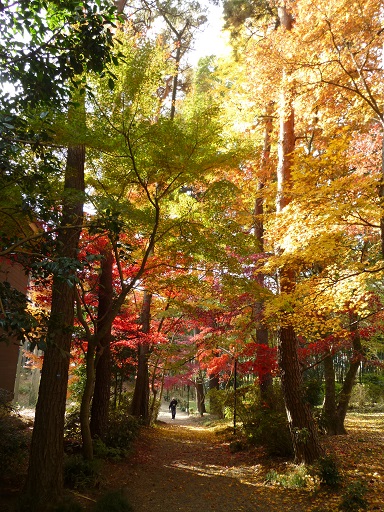 2023年秋「日立庭園」一般公開!12月9日(土)【我孫子市】