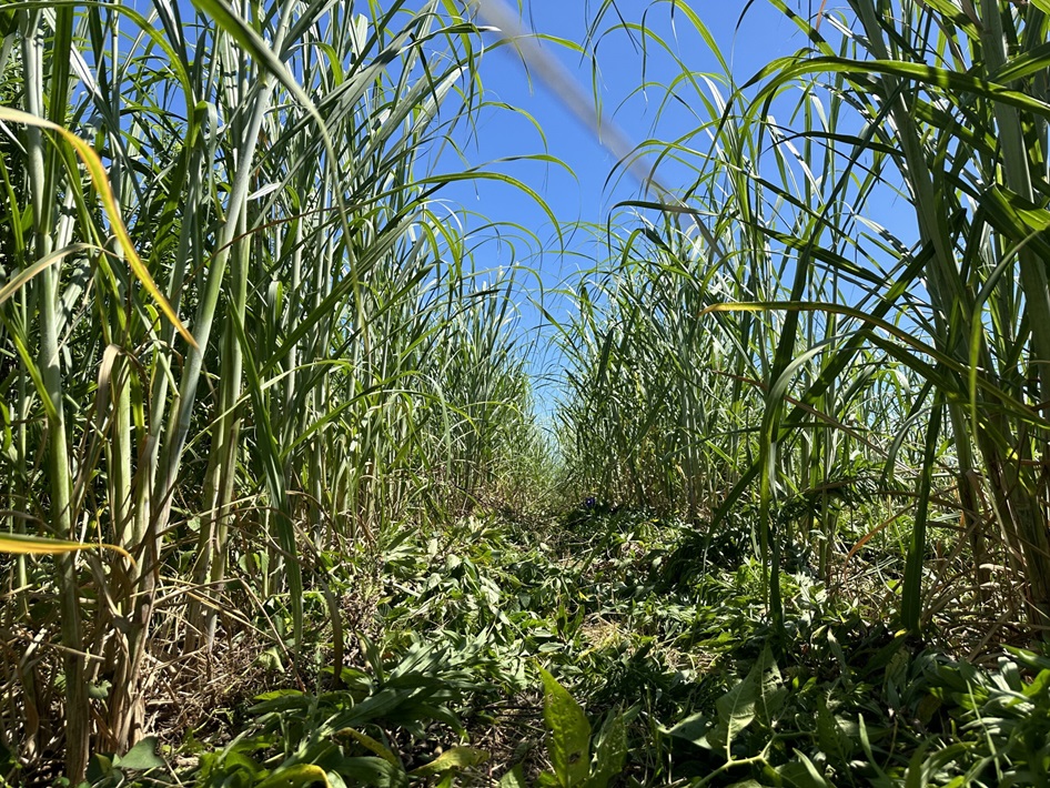 サトウキビ畑 房総ラム