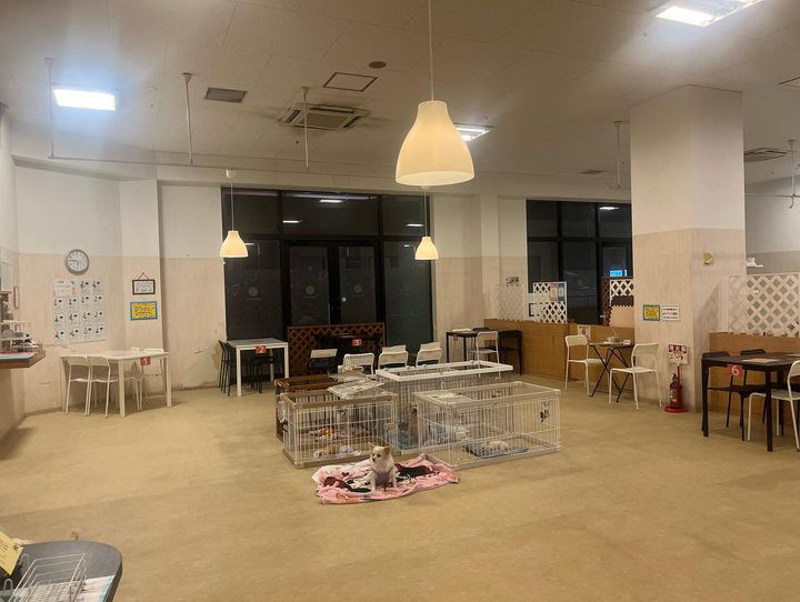 印西市 保護犬カフェ（R）印西店