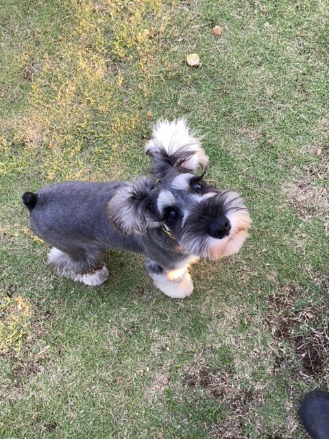 千葉市 ドッグランカフェ加恋ちゃん家の愛犬