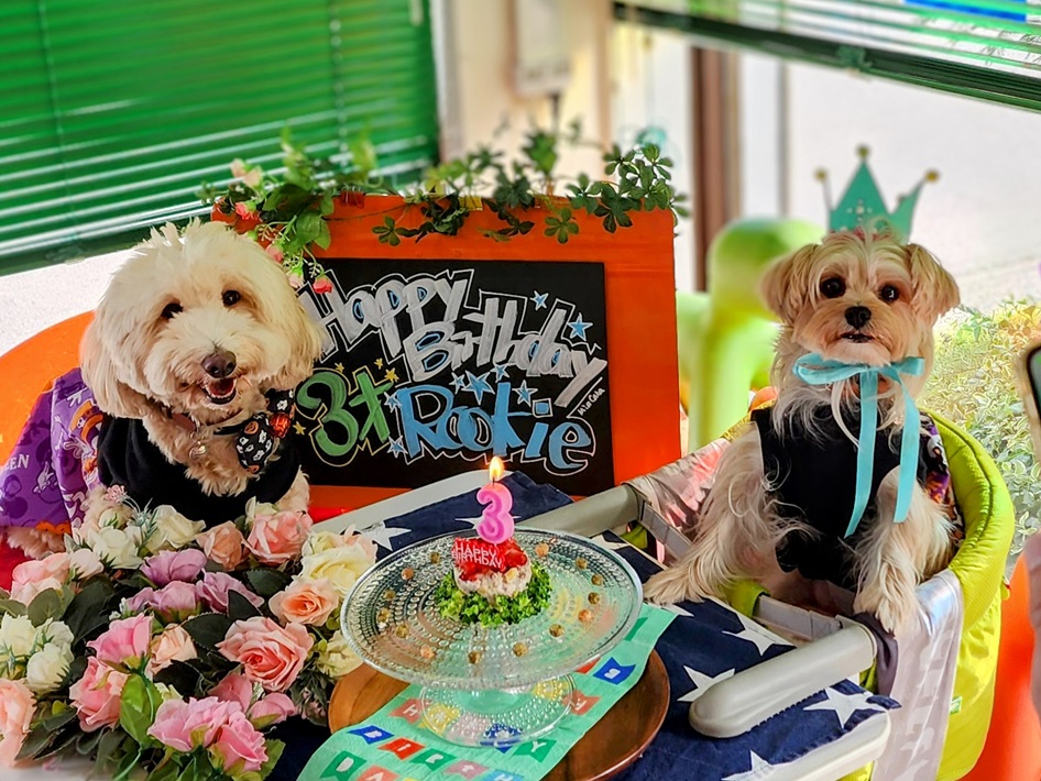 八千代市 ミアカーラ dog OK cafe
