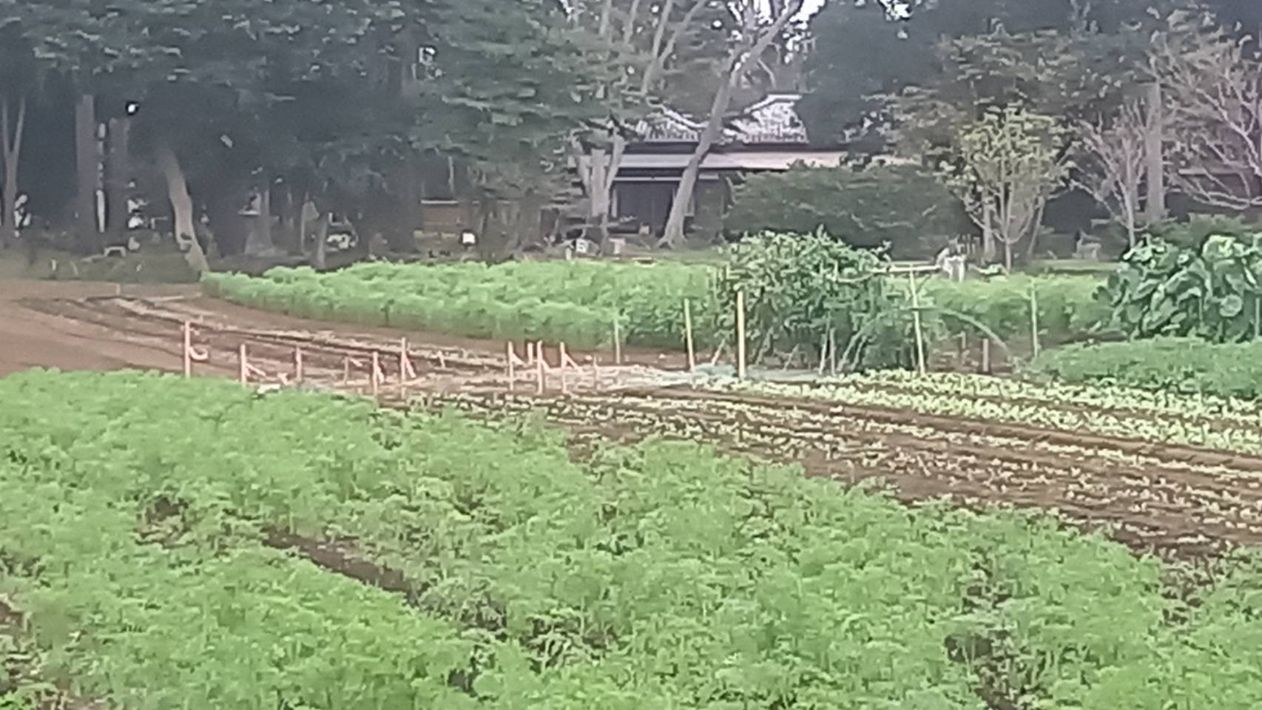 【富里市】第12回富里にんじんウォーク開催 ゆったり、のんびり健康になろう