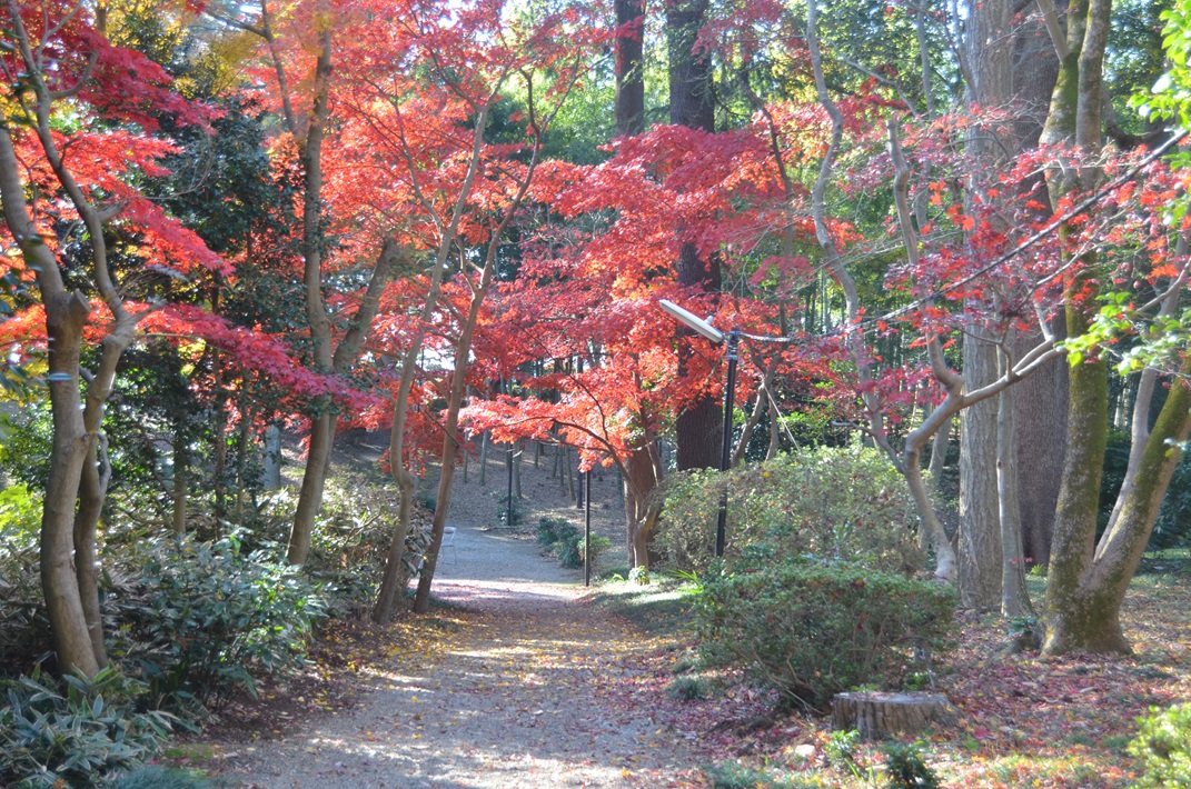2023年秋「日立庭園」一般公開！12月9日（土）【我孫子市】