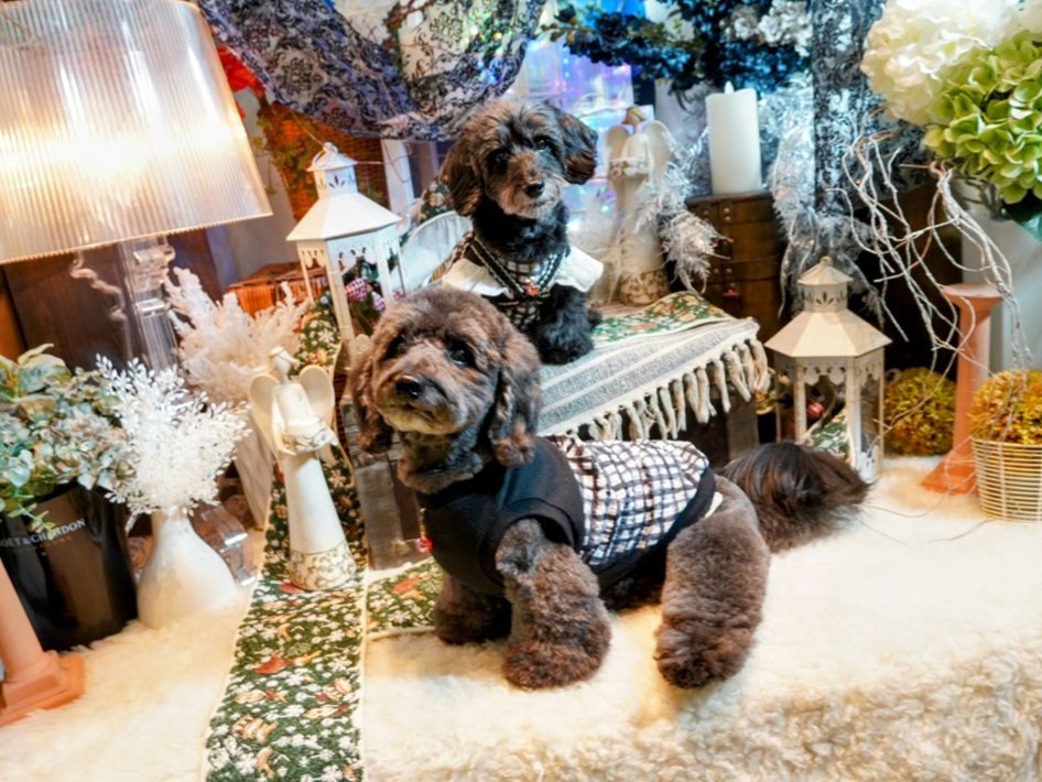 八千代市 ミアカーラ dog OK cafeの愛犬