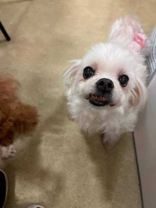印西市 保護犬カフェ（R）印西店のわんちゃん