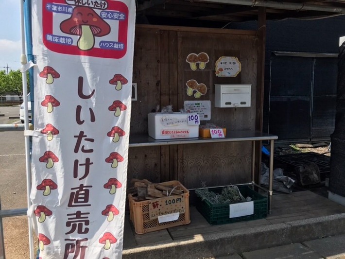 【市川市】おいしい井戸水が育む「一休しいたけ」福祉事業所きのこ栽培農園に匠の技あり