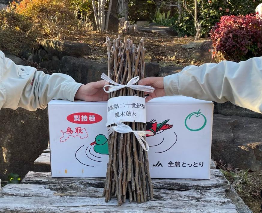 【松戸市】松戸ブラザーズの挑戦!二十世紀梨 里帰りプロジェクト
