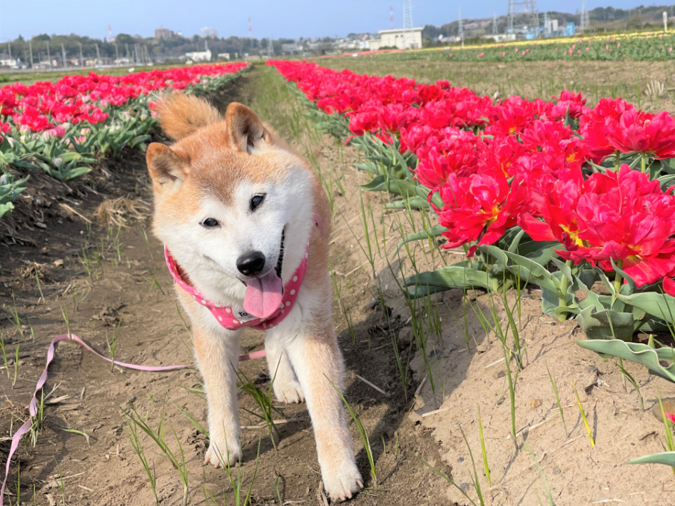 柴犬のかぼすちゃん 佐倉市在住