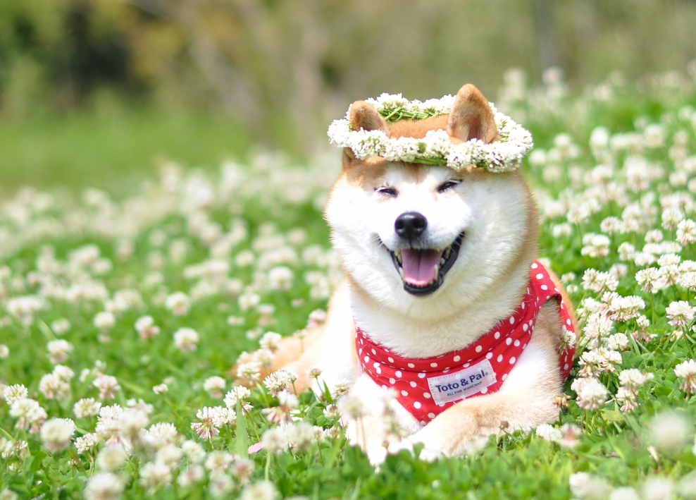 柴犬のかぼすちゃん 佐倉市在住