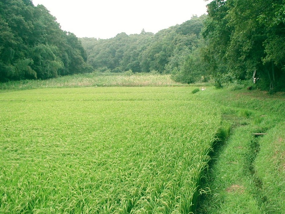 大草谷津田いきものの里【千葉市若葉区】