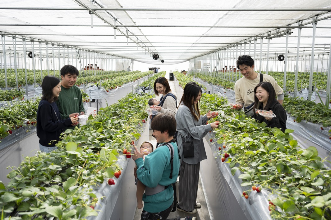 【富里市】津田農園のいちご狩り情報