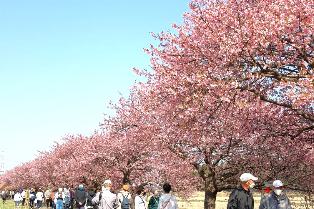 【八千代市】新川に河津桜の春が来た!八千代新川千本桜まつり2024