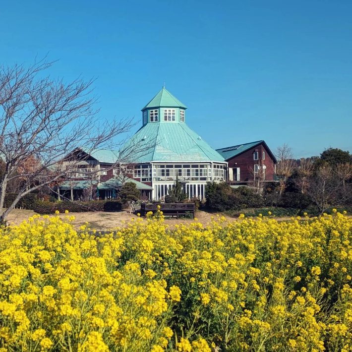 道の駅とみうら枇杷倶楽部の菜の花