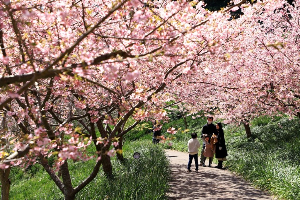 佐久間ダム公園の頼朝桜