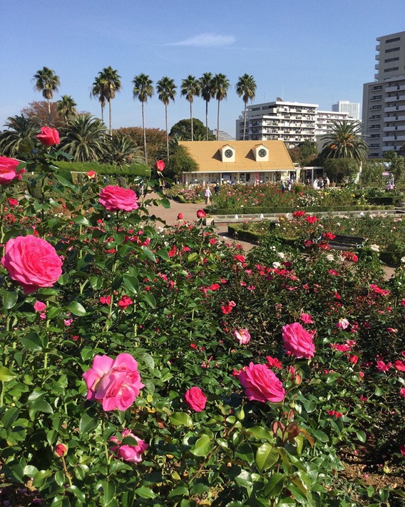 谷津バラ園を再発見！【習志野市】
