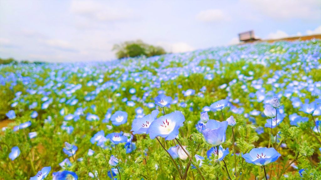 【袖ケ浦市】東京ドイツ村のネモフィラ