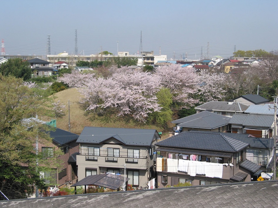 大覚寺山古墳と桜