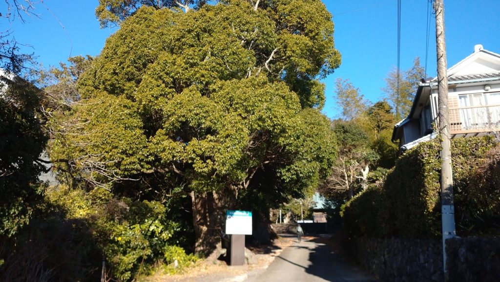【南房総市】「伊予ヶ岳」へ登山・ハイキング!千葉の房総低名山シリーズ