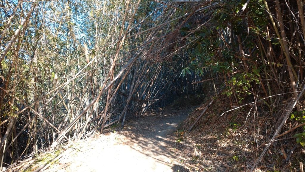 【南房総市】「伊予ヶ岳」へ登山・ハイキング!千葉の房総低名山シリーズ