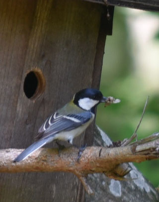 シジュウカラ