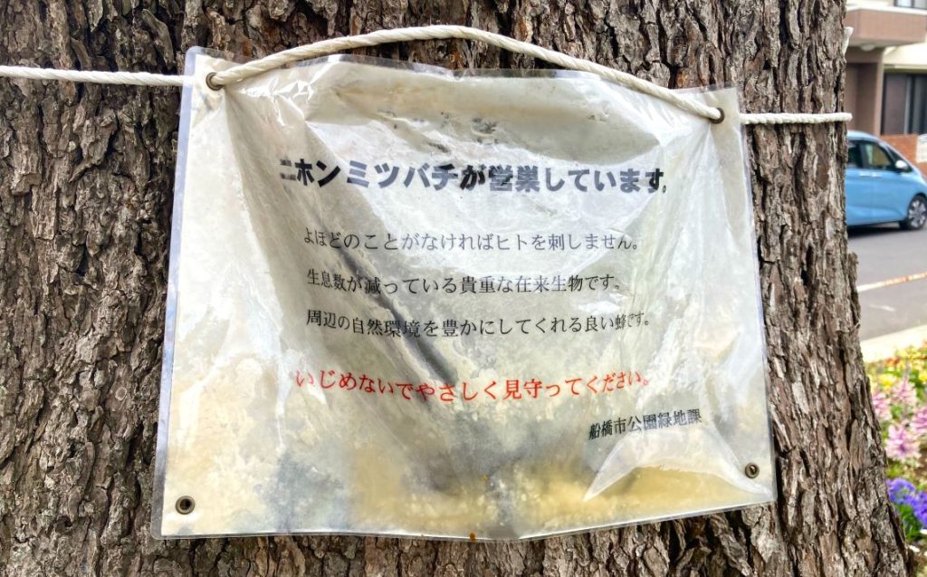 二ホンミツバチ 船橋市公園緑地課が設置した注意喚起の札。「いじめないでやさしく見守ってください」(現在は交換のため札はありません。ハチの活動が活発になる夏ごろに掲示予定とのこと)