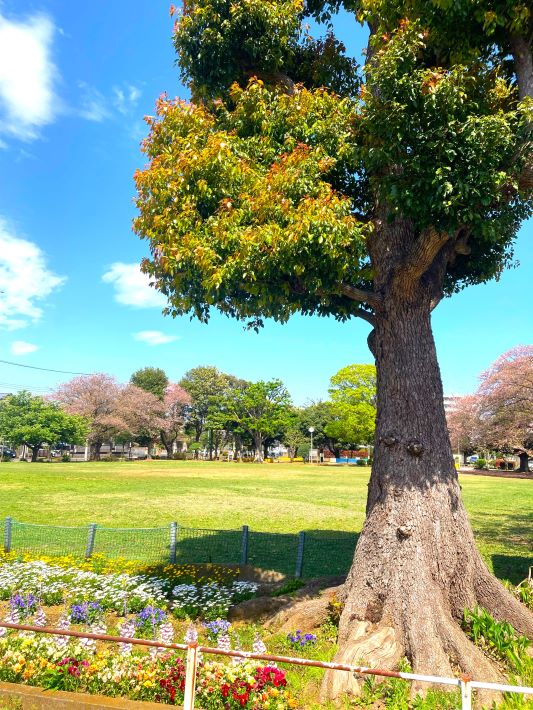 二ホンミツバチ 北習志野第8号公園のク スノキ