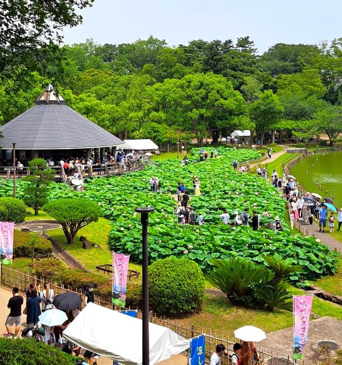 大賀ハスまつり オオガハスが最初に 開花した公共の場・ 千葉公園でおまつりを開催