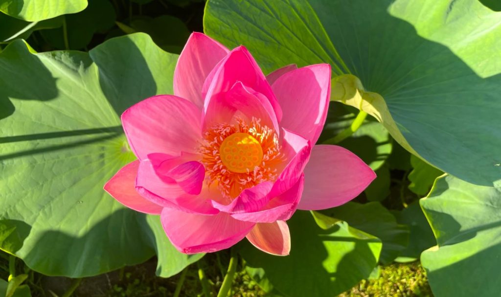 大賀ハスまつり オオガハスは昼ごろには花を閉じるので午前中の観賞がお勧め