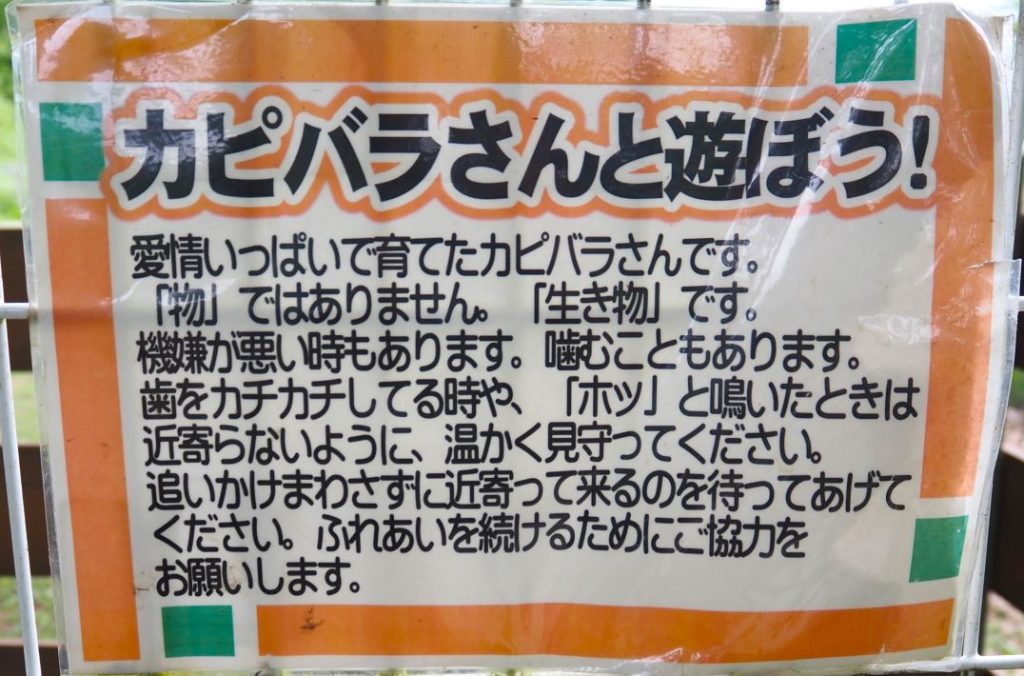 袖ヶ浦ふれあいどうぶつ縁　愛情いっぱいに育ったカピバラです。優しくしてね
