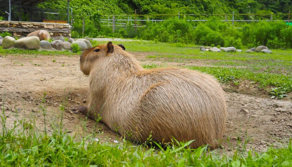 袖ヶ浦ふれあいどうぶつ縁　むっちりボディをご堪能下さい