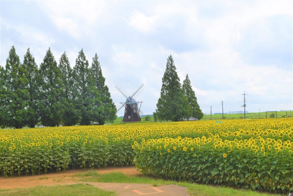 千葉県柏市 あけぼの山農業公園のひまわり