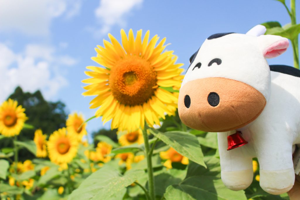 千葉県 成田ゆめ牧場のひまわり